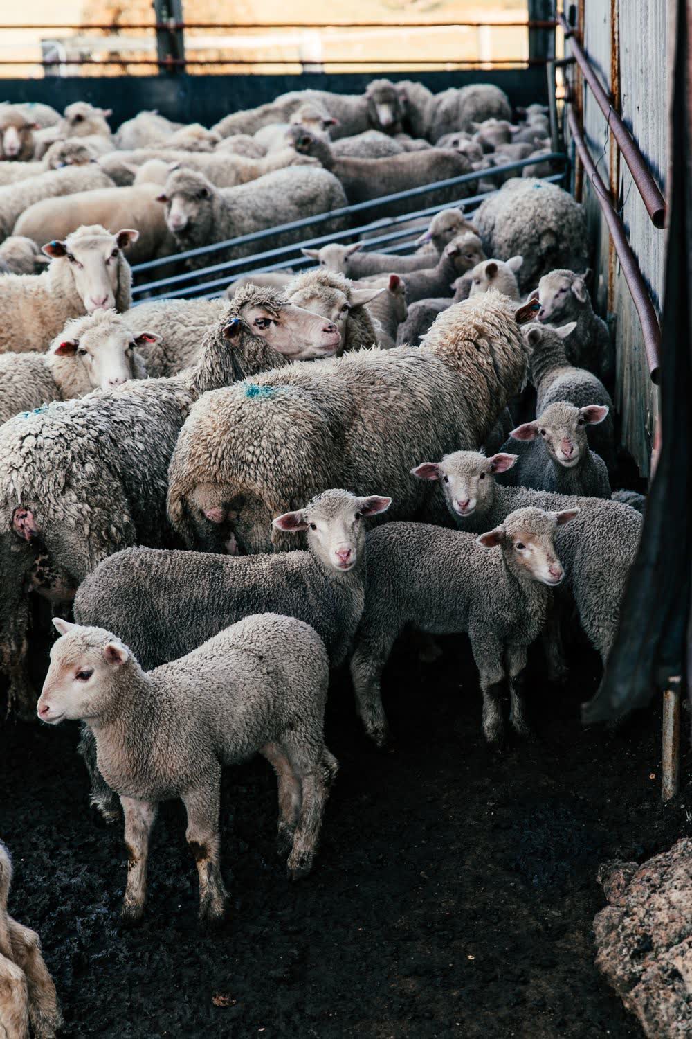 Livestock