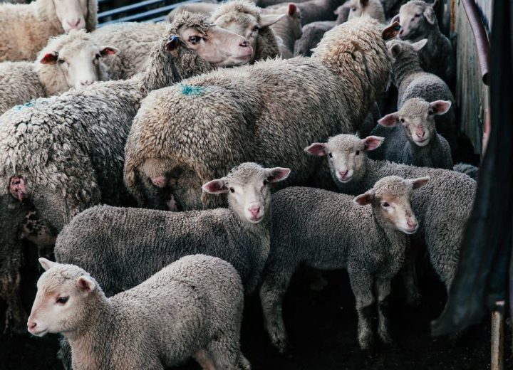 Sheep